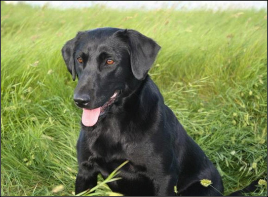 dog photo