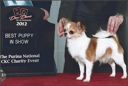 dog photo