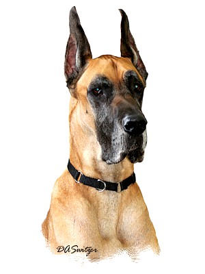 dog photo