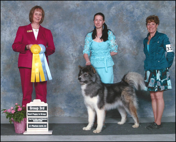 dog photo