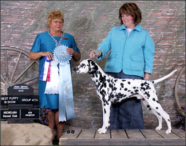dog photo