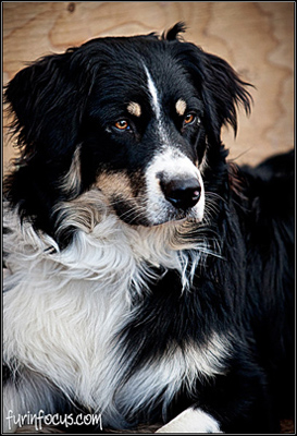 dog photo