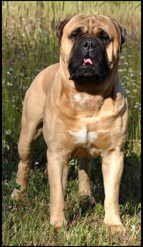 dog photo