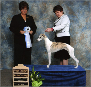 dog photo
