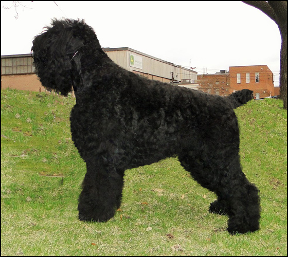 dog photo
