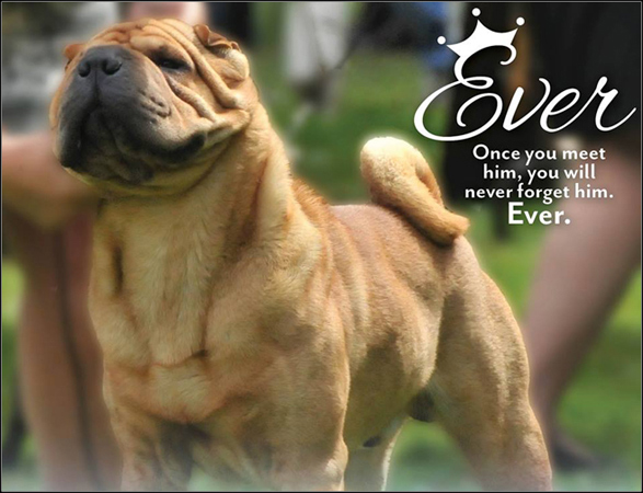 dog photo