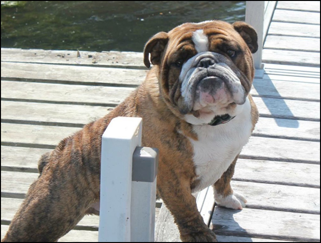 dog photo