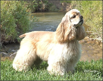 dog photo