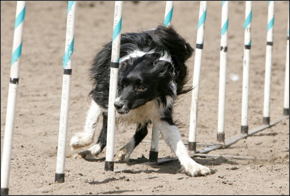 dog photo