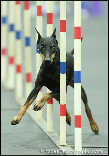 dog photo