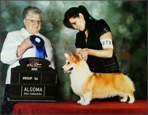 dog photo