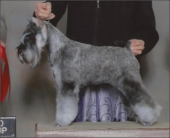 dog photo