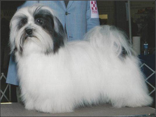 dog photo