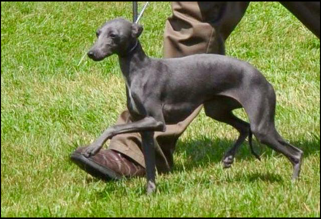 dog photo