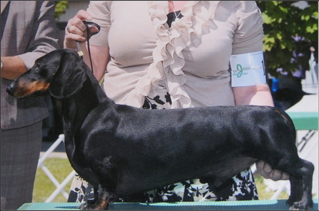 dog photo