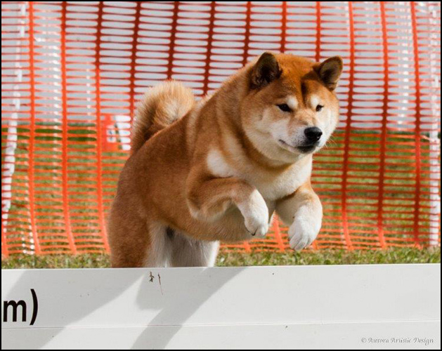 dog photo