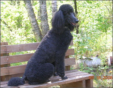 dog photo