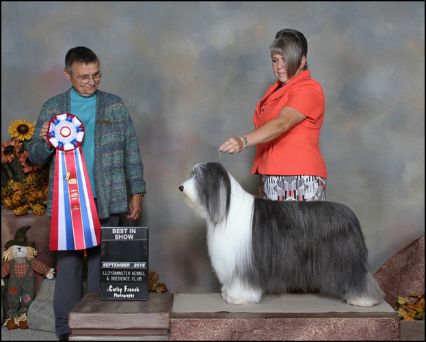 dog photo