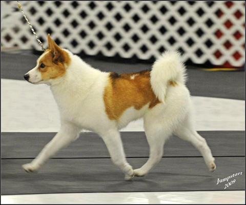 dog photo