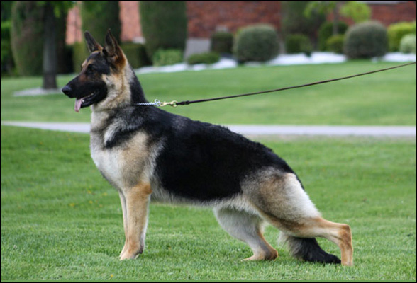 dog photo