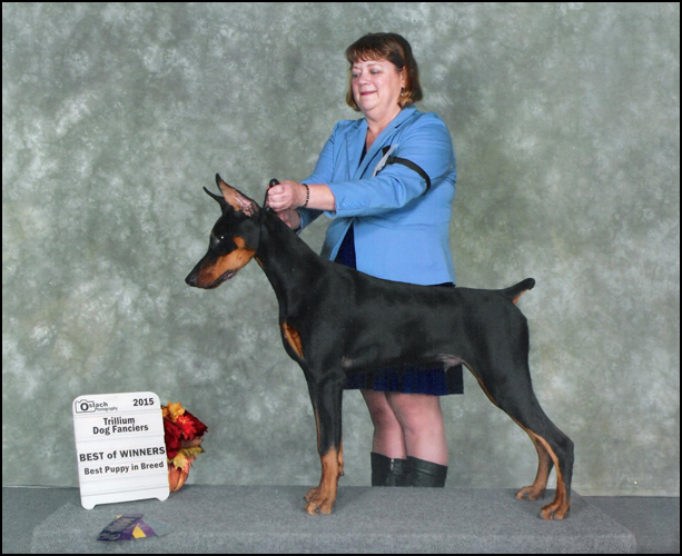 dog photo