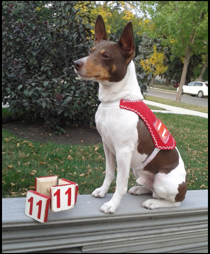 dog photo