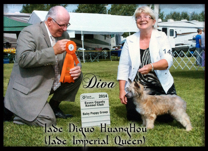 dog photo