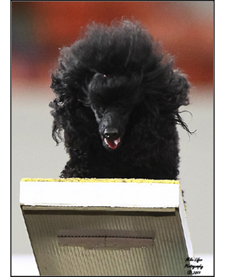 dog photo