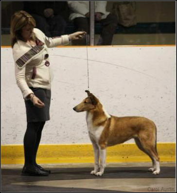 dog photo