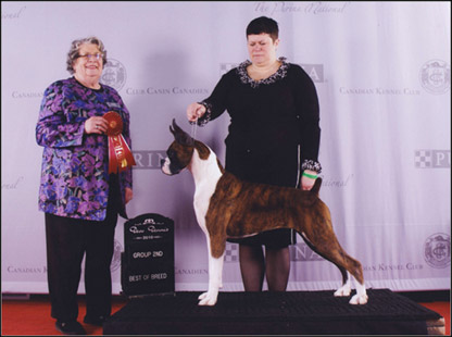 dog photo