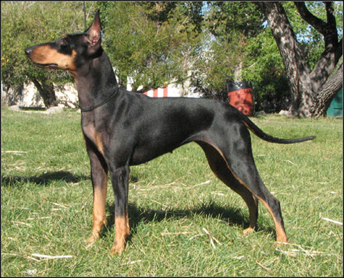 dog photo