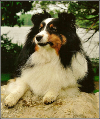 dog photo