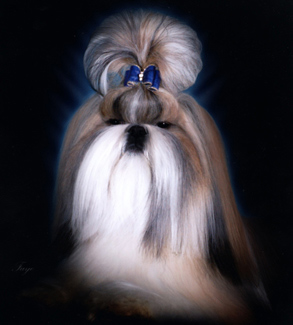 dog photo