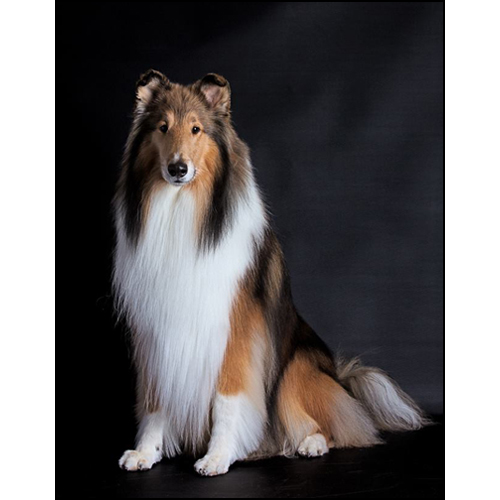 dog photo