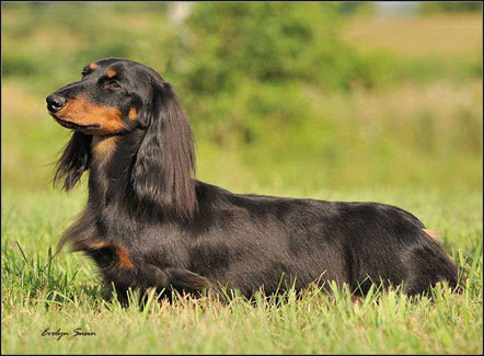 dog photo