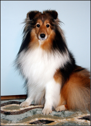 dog photo
