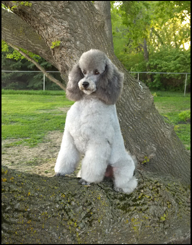 dog photo