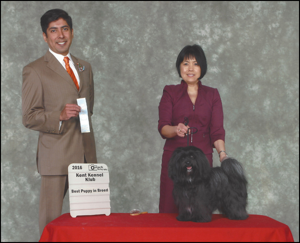 dog photo