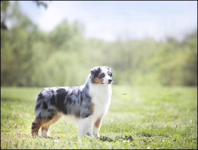 dog photo