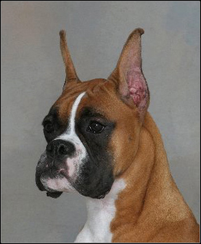 dog photo