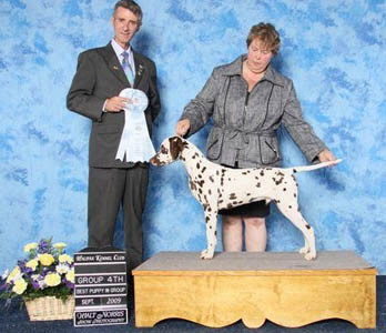 dog photo