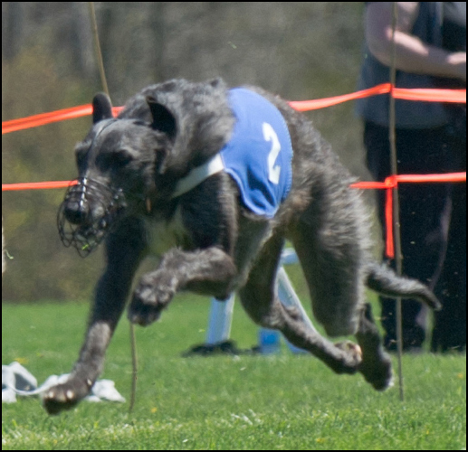 dog photo