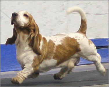 dog photo
