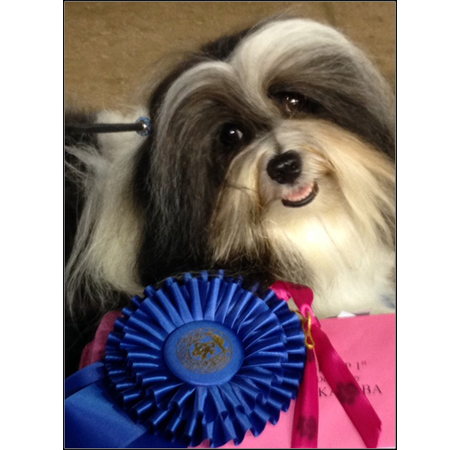 dog photo