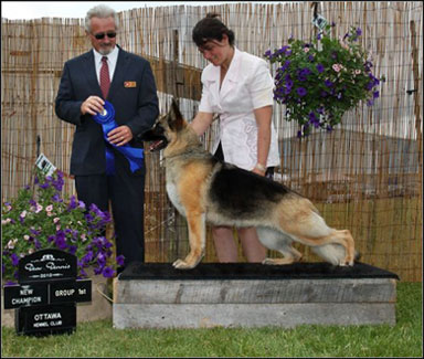 dog photo