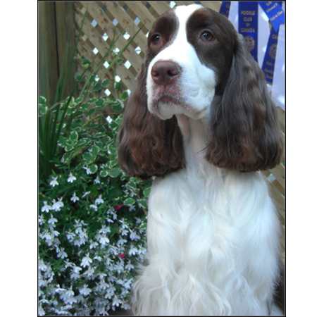 dog photo