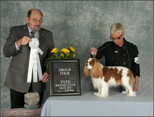 dog photo