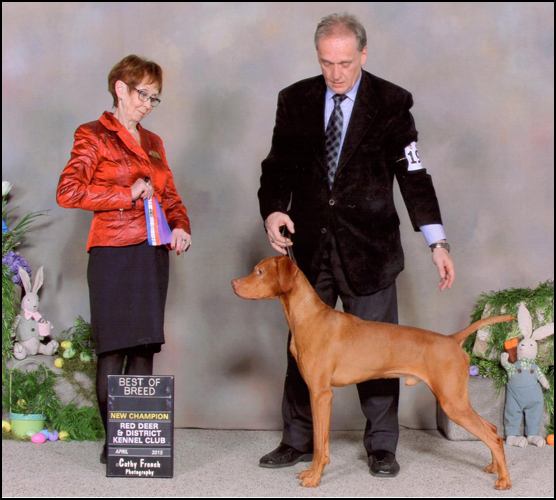 dog photo