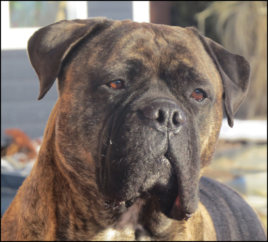 dog photo