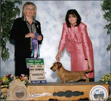 dog photo